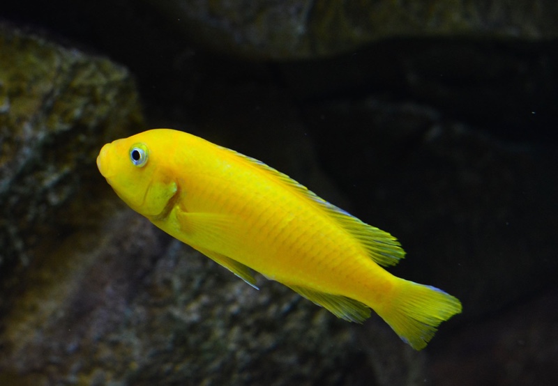 Maylandia sp. 'msobo' Magunga